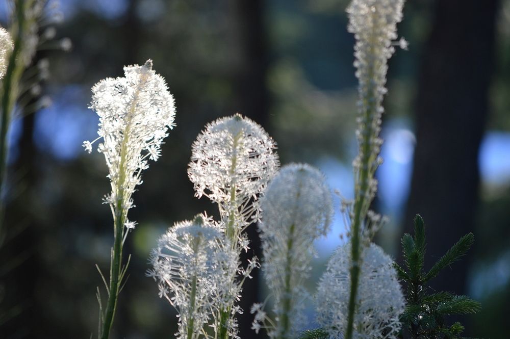 Bear Grass (Xerophyllum tenax). Original public domain image from Flickr