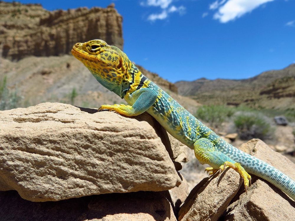Collared Lizard near Thompson Springs. Original public domain image from Flickr