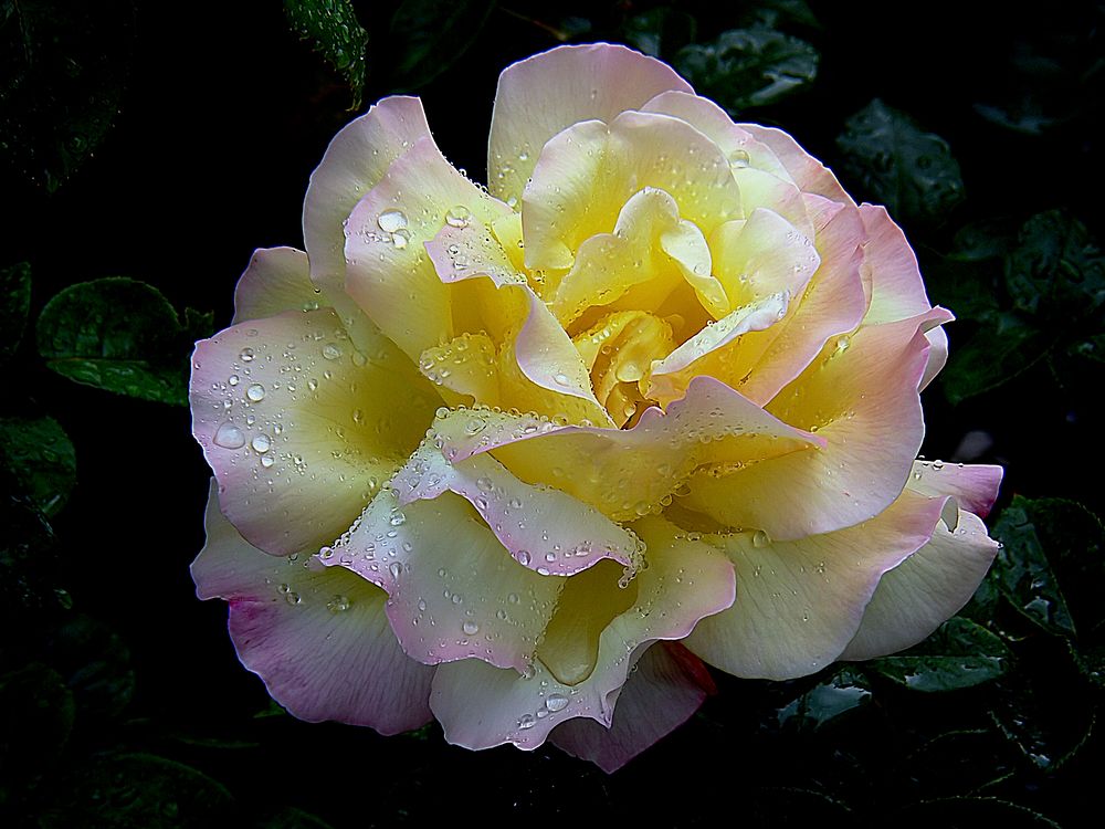 PeaceThe Peace rose, correctly Rosa 'Madame A. Meilland', is a well-known and successful garden rose.