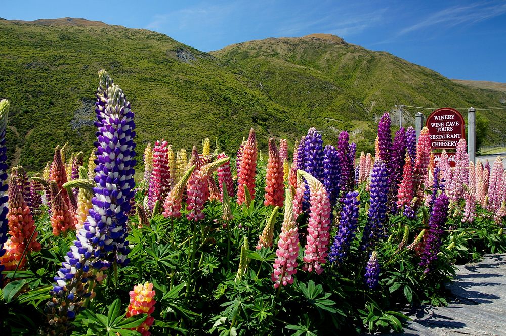 Roadside Lupins. Original public domain image from Flickr