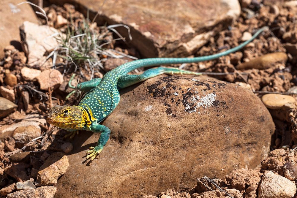 Collared lizard. Original public domain image from Flickr