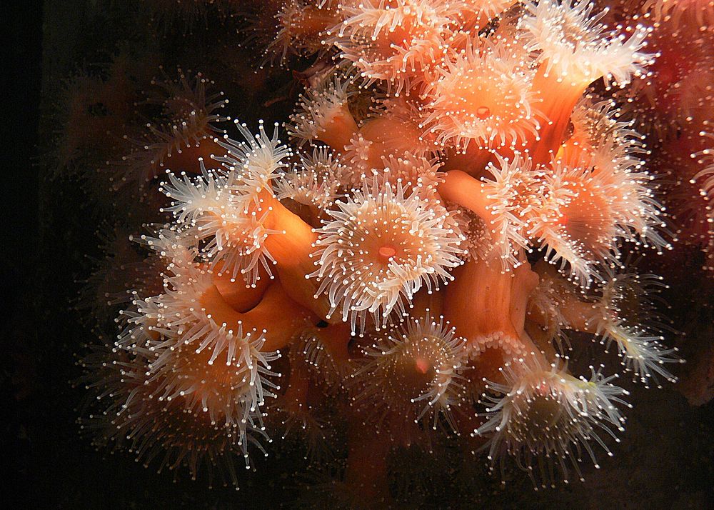 Sea anemones are close relatives of coral and jellyfish. Their bodies are hollow columns with a mouth and stinging tentacles…
