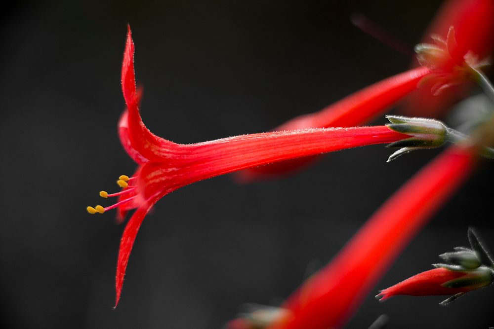 Skyrocket Gilia. Original public domain image from Flickr