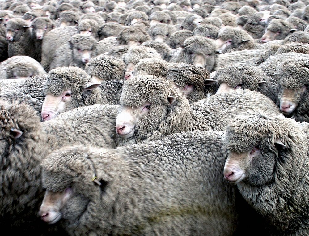 Merino ewes. When Australian sheep farmers crossed the Tasman Sea to New Zealand, they brought livestock with them. In…
