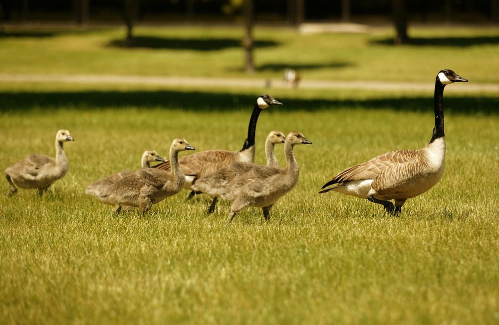This family of Canada geese is just one of many that call Lawrence Livermore National Laboratory their home. Each spring…