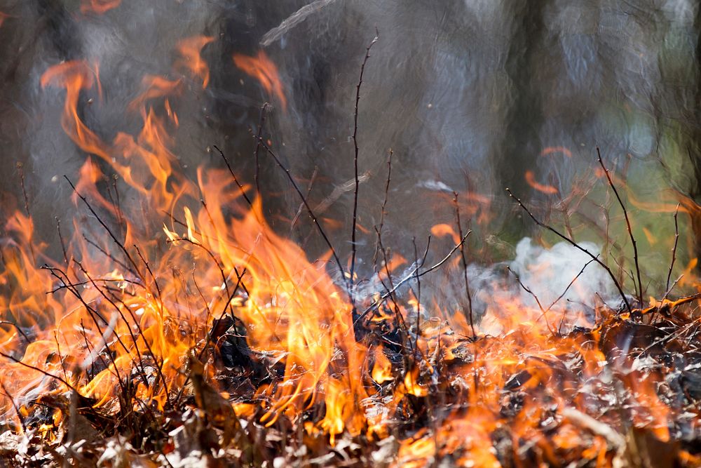 Jarman Gap Burn wildfire. Original public domain image from Flickr