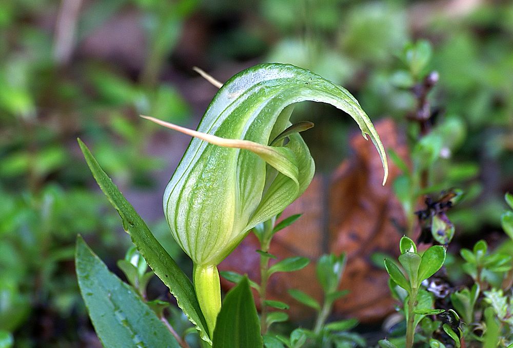 Greenhooded Orchid.