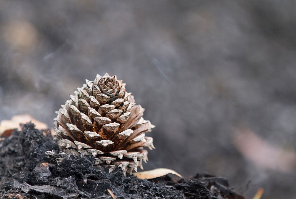 Table Mountain Pine Cone. Original public domain image from Flickr