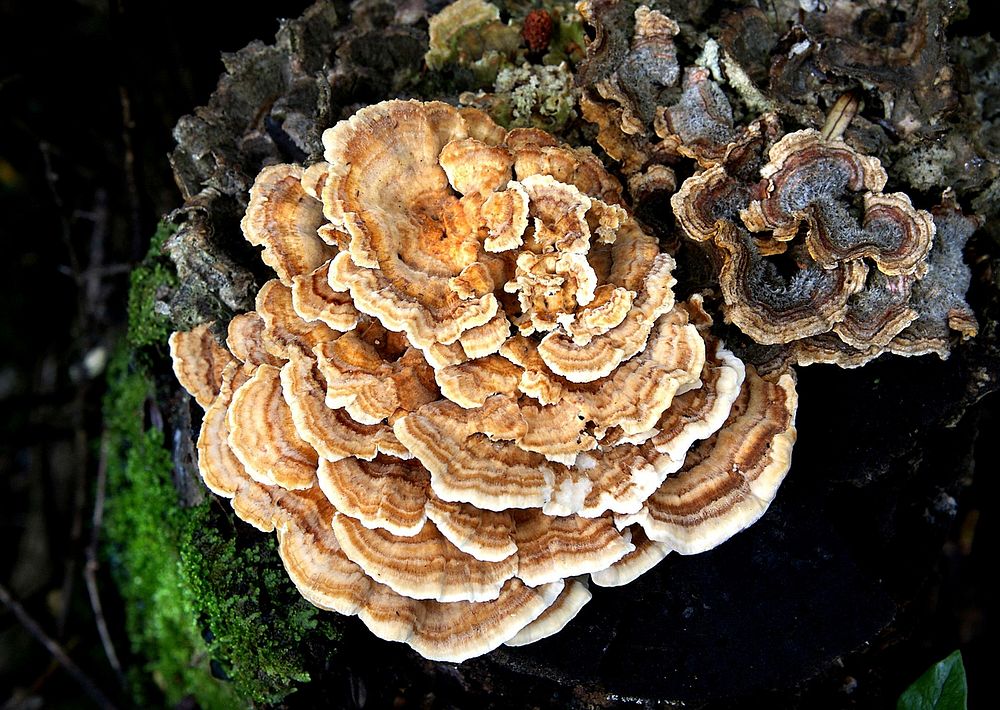 Bracket fungi (Clavaniaceae)