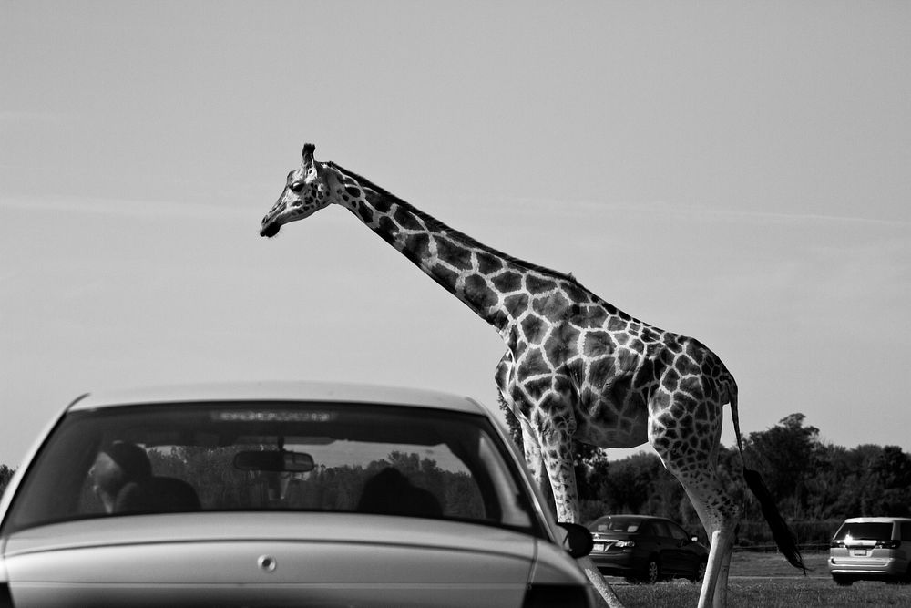 Giraffe and cars. Free public domain CC0 photo.