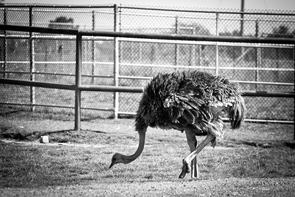 Ostrich. Original public domain image from Flickr