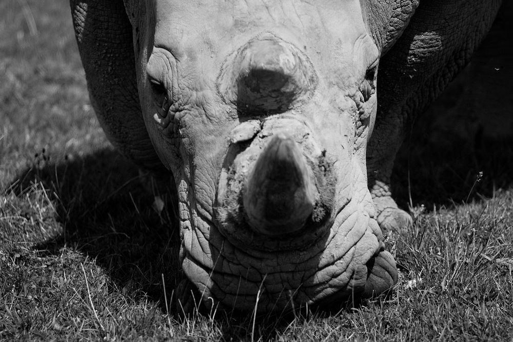Rhino. Original public domain image from Flickr