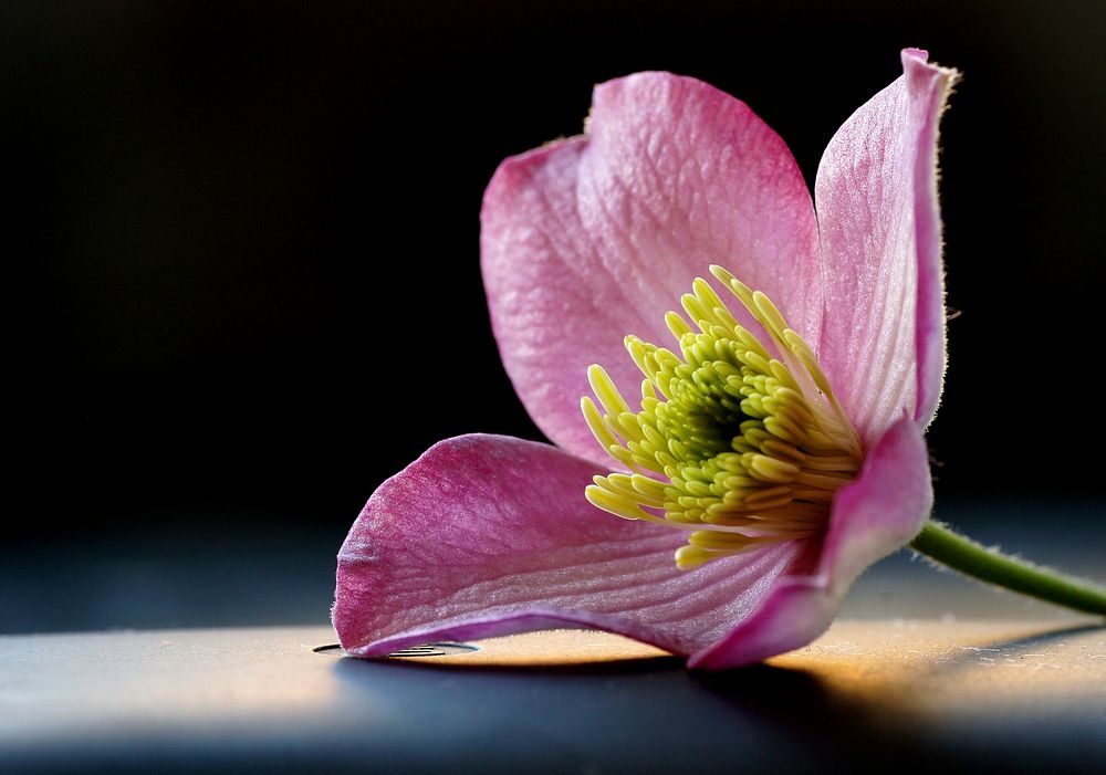 Clematis montana. Original public domain image from Flickr