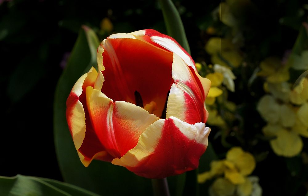 Tulip Time. Original public domain image from Flickr