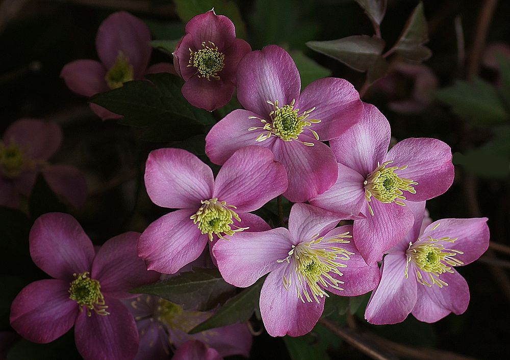 &lsquo;Elizabeth&rsquo; sets the standard for all other Clematis montana cultivars.