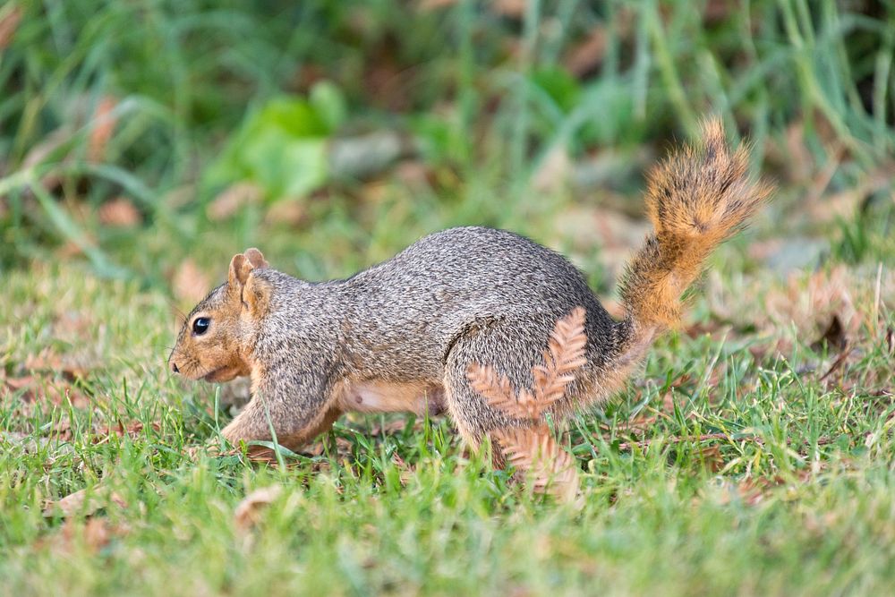 Squirrel burying nut in Ohlone Park, Berkeley.
