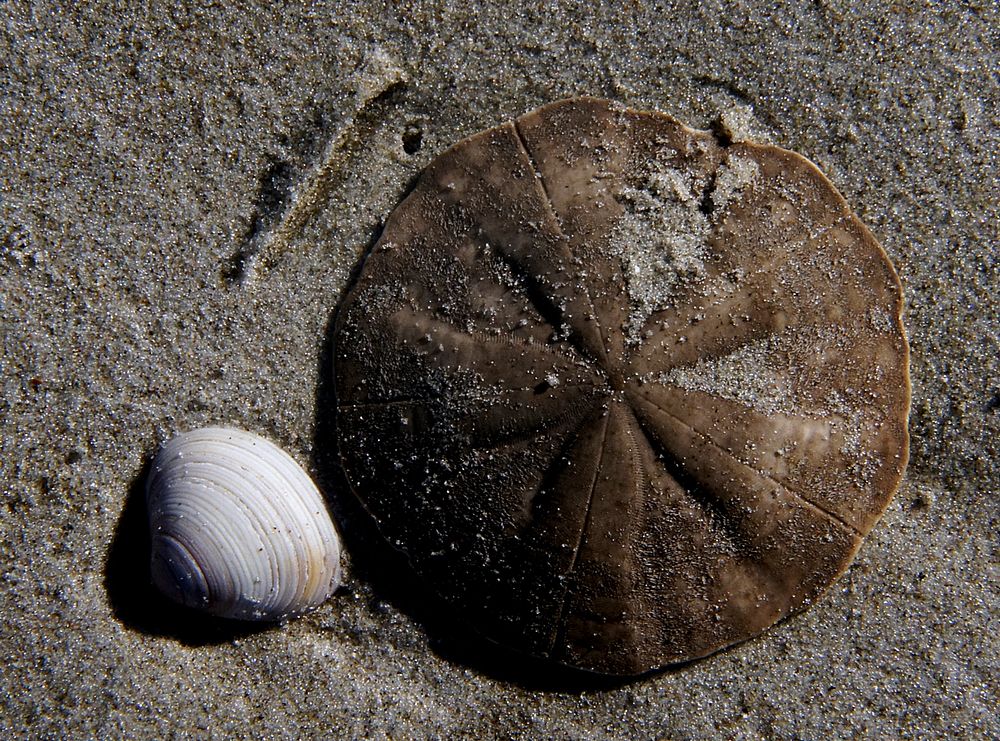 Sea Shells Sand dollar.