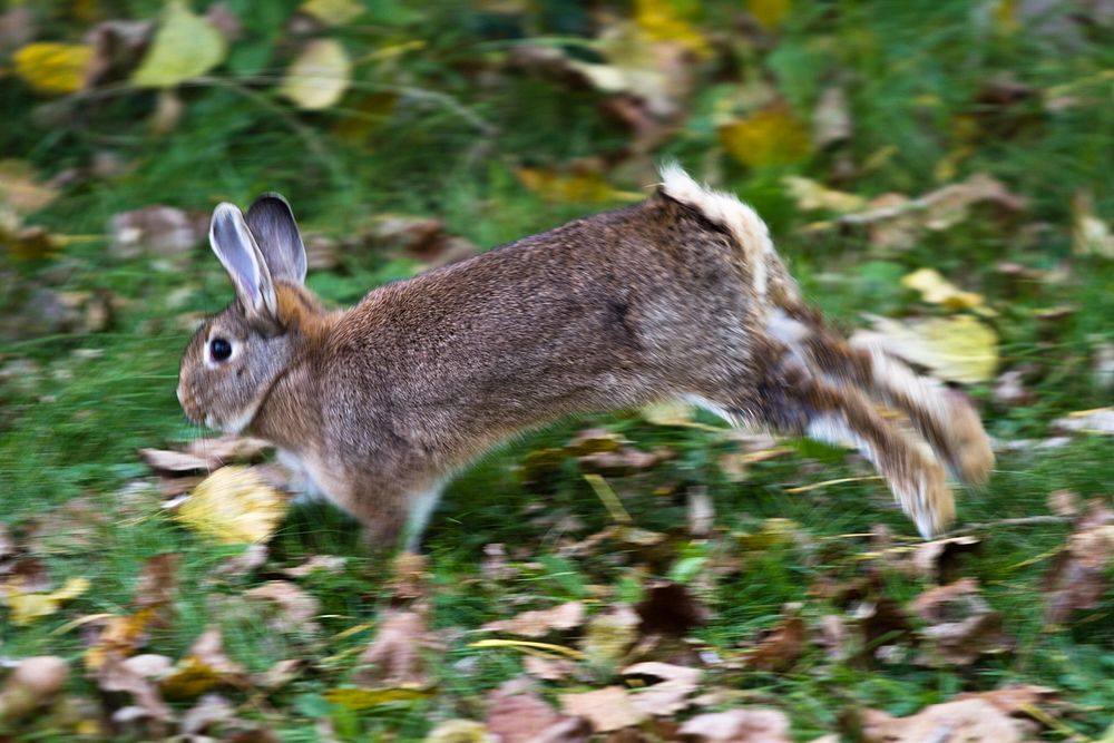 Rabbit. Original public domain image from Flickr