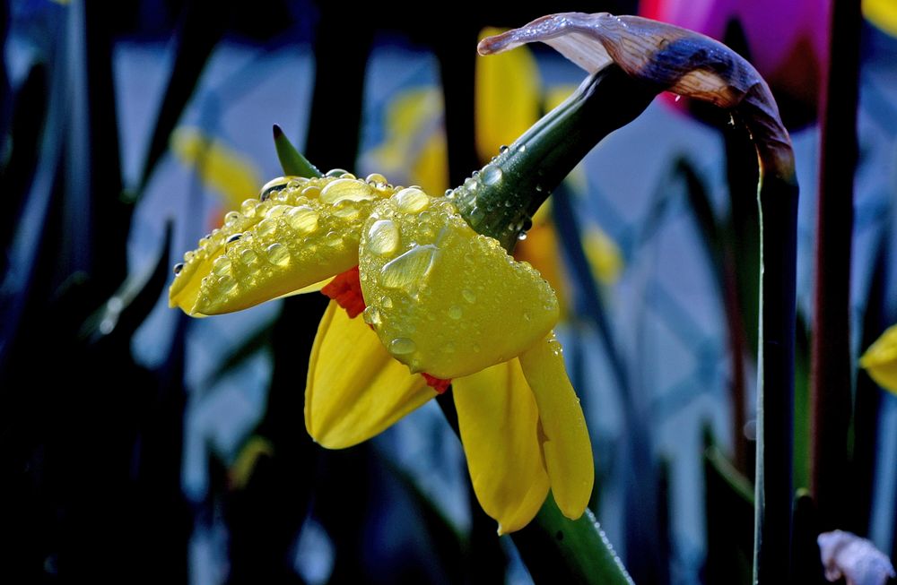 After the rain.But always remember to present daffodils in a bunch – the same legends that associate this cheerful flower…