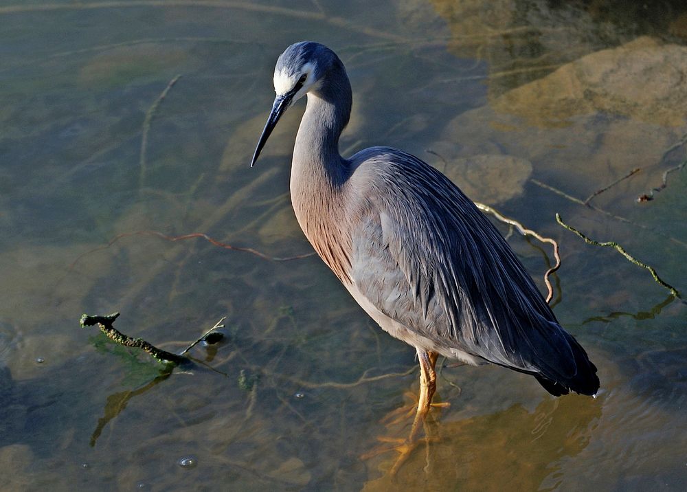 Water bird, white faced heron. Original public domain image from Flickr