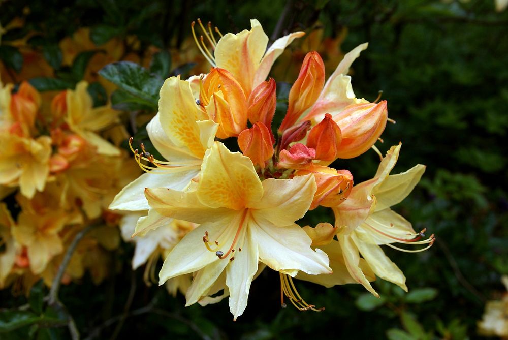 Rhododendron kaempferi is commonly called the Torch or Kaempfer azalea; in Japan it is called 'Yama Tsutsuji'.