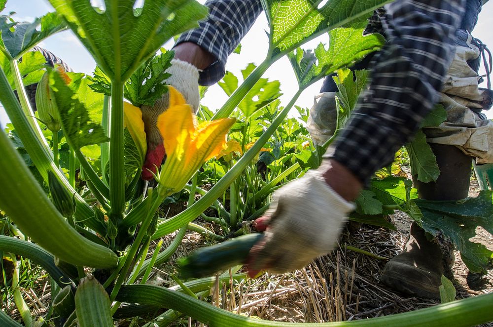 Migrant workers harvest green zucchini squash from rows of plants at Kirby Farms in Mechanicsville, VA on Friday, Sep. 20…