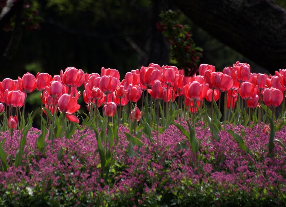 Bed of Tulips. Original public domain image from Flickr