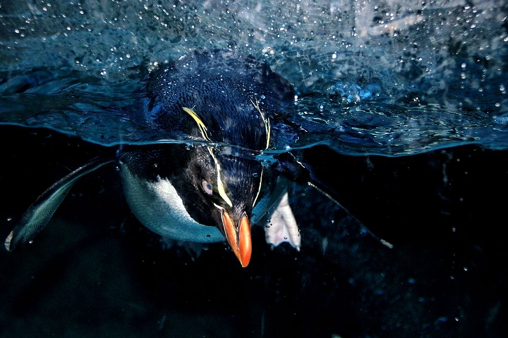 Rockhopper penguin. Original public domain image from Flickr
