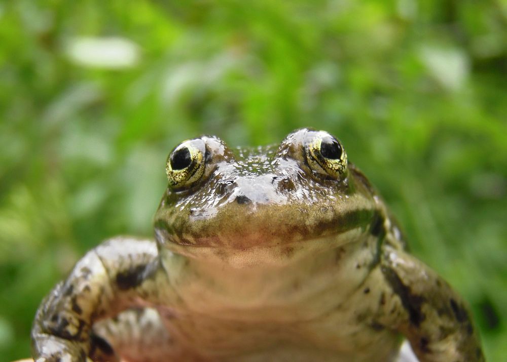 Columbia spotted frog. Original public domain image from Flickr