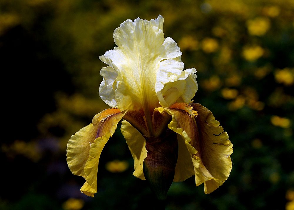 Bayberry Candle Iris.