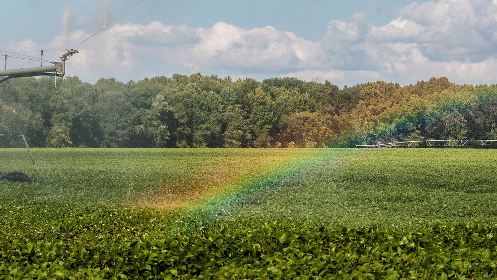 A rainbow created by mist from a pivot irrigation with rotating and end gun style pivot sprinkler in Hanover, Virginia, on…