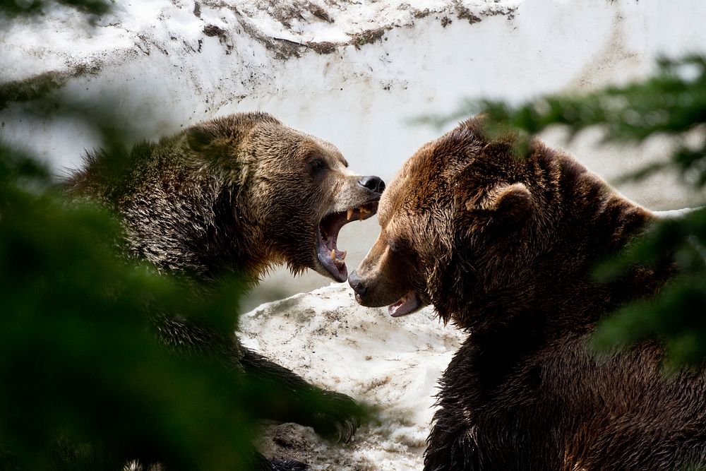 Bears playing with each other. Free public domain CC0 photo.