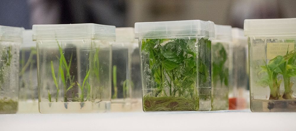 Plant tissue cultures grow at the U.S. Department of Agriculture’s (USDA) Agriculture Research Service (ARS) National Center…