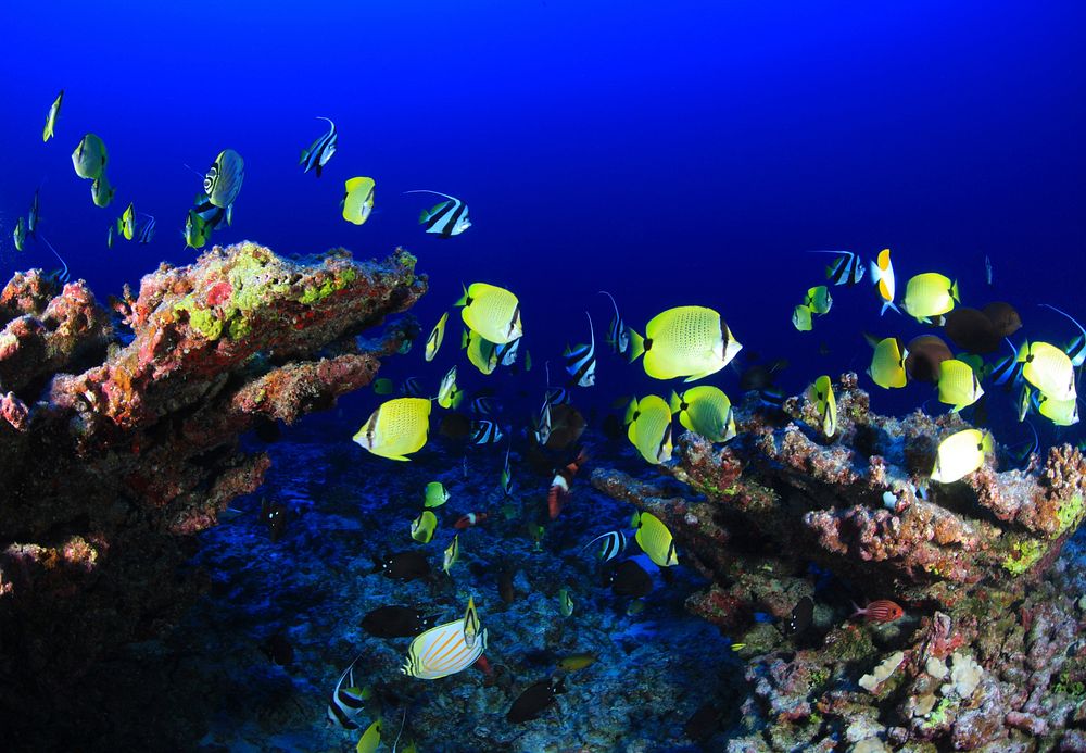 Fish on deep reef. Original public domain image from Flickr