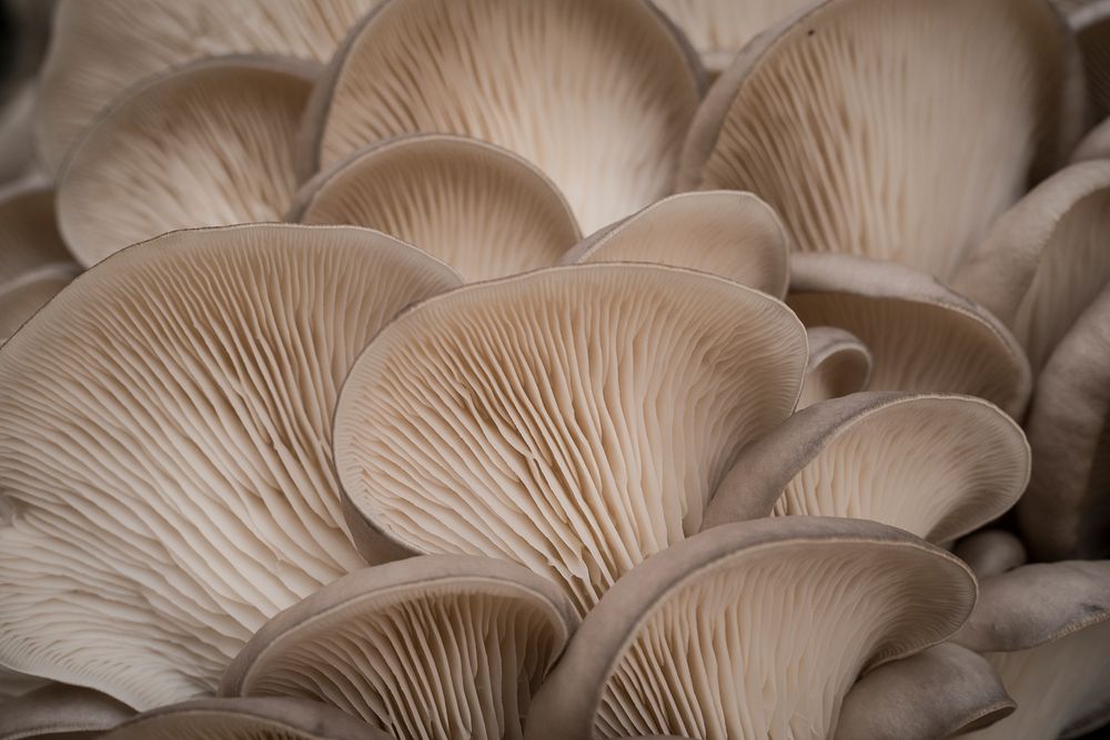 Oyster mushrooms on display at the U.S. Department of Agriculture (USDA) farmers markets and Harvest Festival. Original…