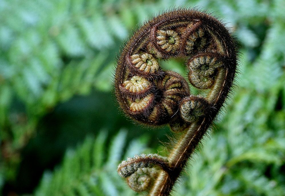 The koru, which is often used in Māori art as a symbol of creation, is based on the shape of an unfurling fern frond. Its…