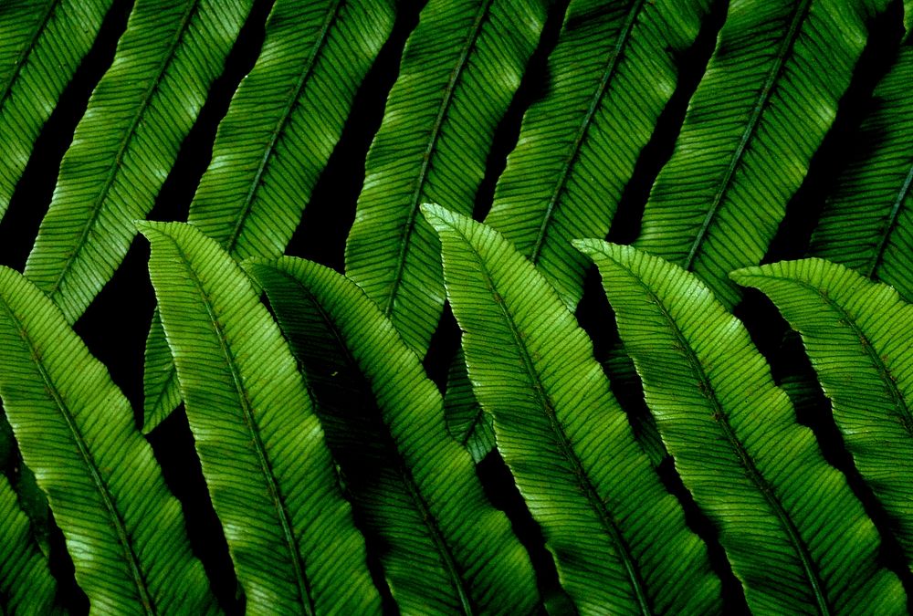 NZ Fern. Original public domain image from Flickr