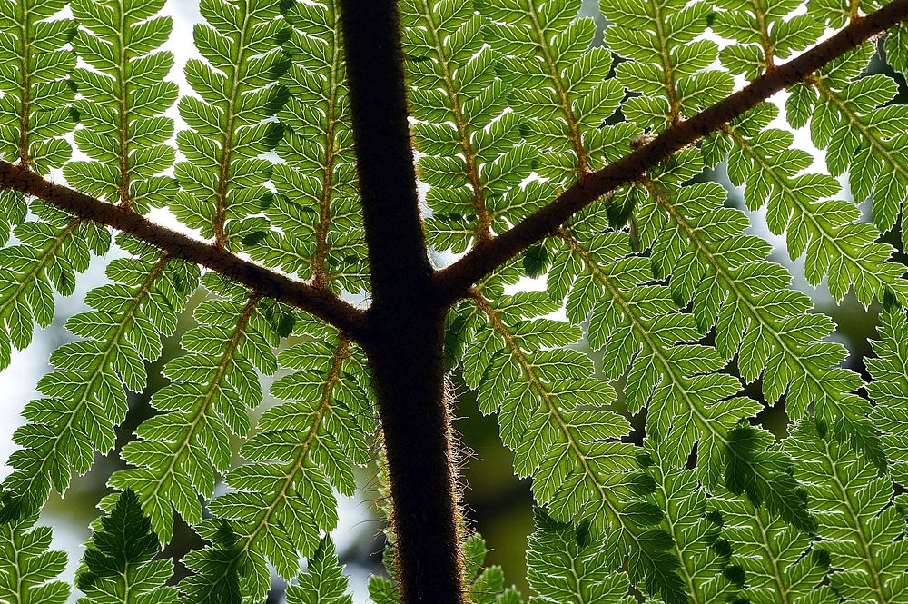 Fern patterns. The underside of one of New Zealands many ferns. Original public domain image from Flickr