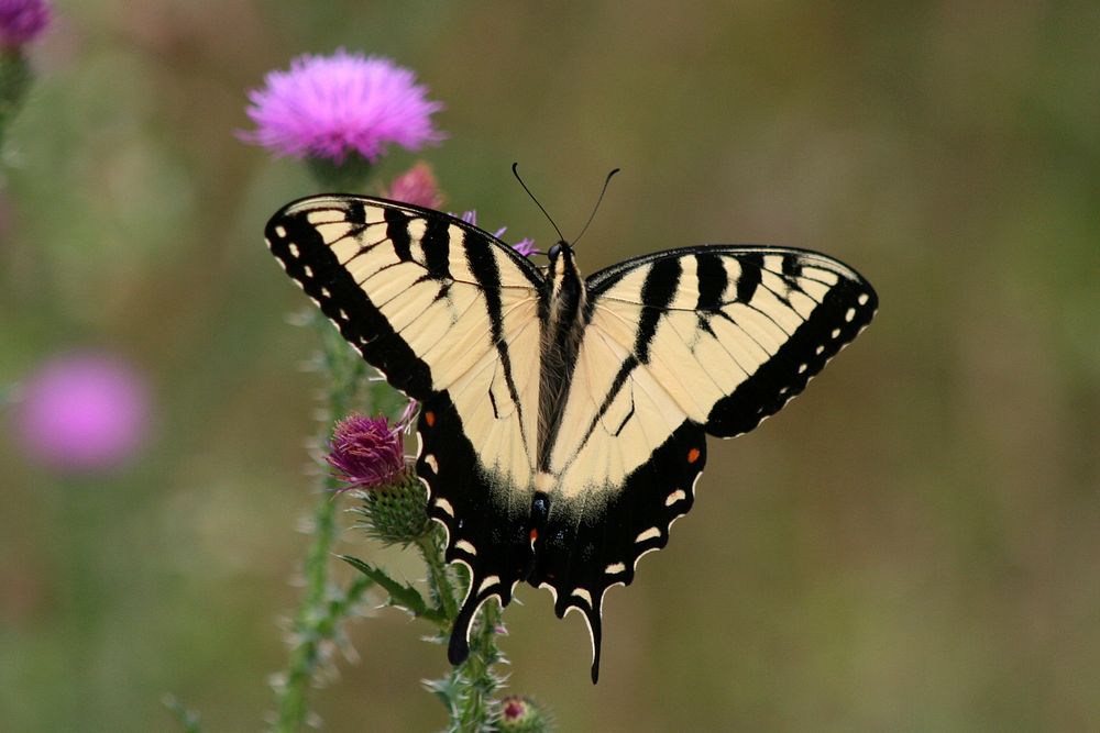 Tiger swallowtailTiger swallowtail on a thistle. Photo by Rick Hansen/USFWS. Original public domain image from Flickr