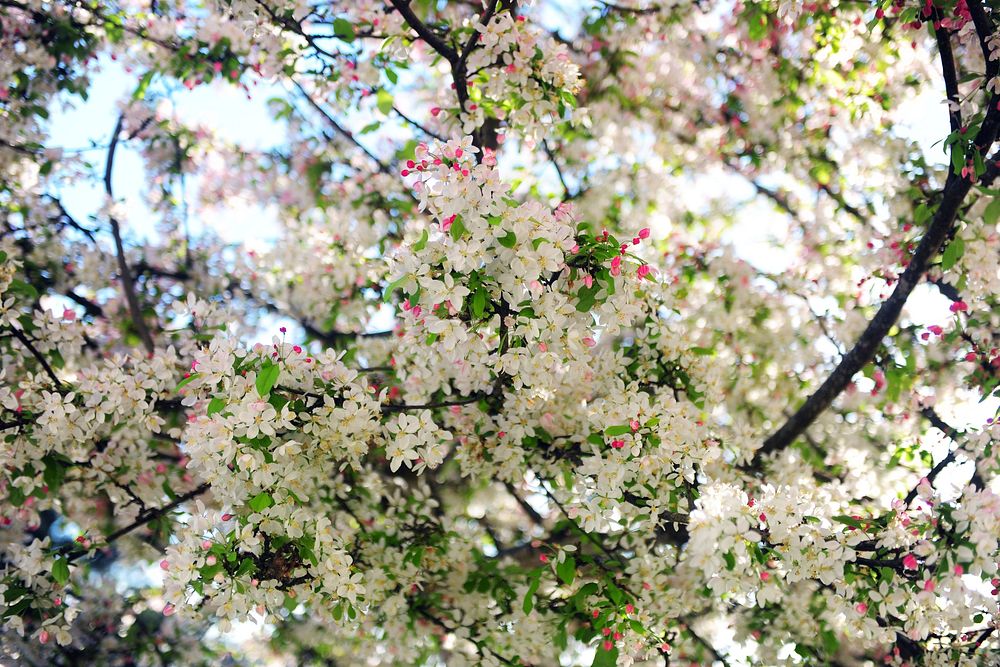 Spring background with white flower. Original public domain image from Flickr