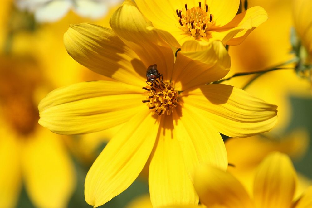 Tickseed Sunflower with Red-eye BugPhoto by Elizabeth Deimel/USFWS. Original public domain image from Flickr