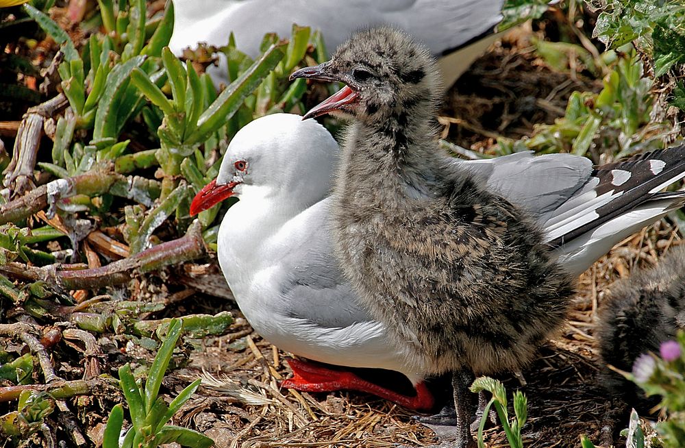 Red Billed Gull And Chick NZ
