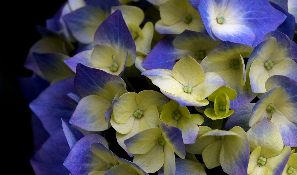 Hydrangea. Original public domain image from Flickr