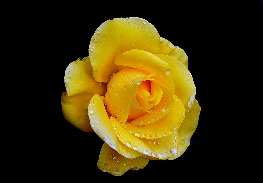 Yellow rose, golden wedding. Original public domain image from Flickr