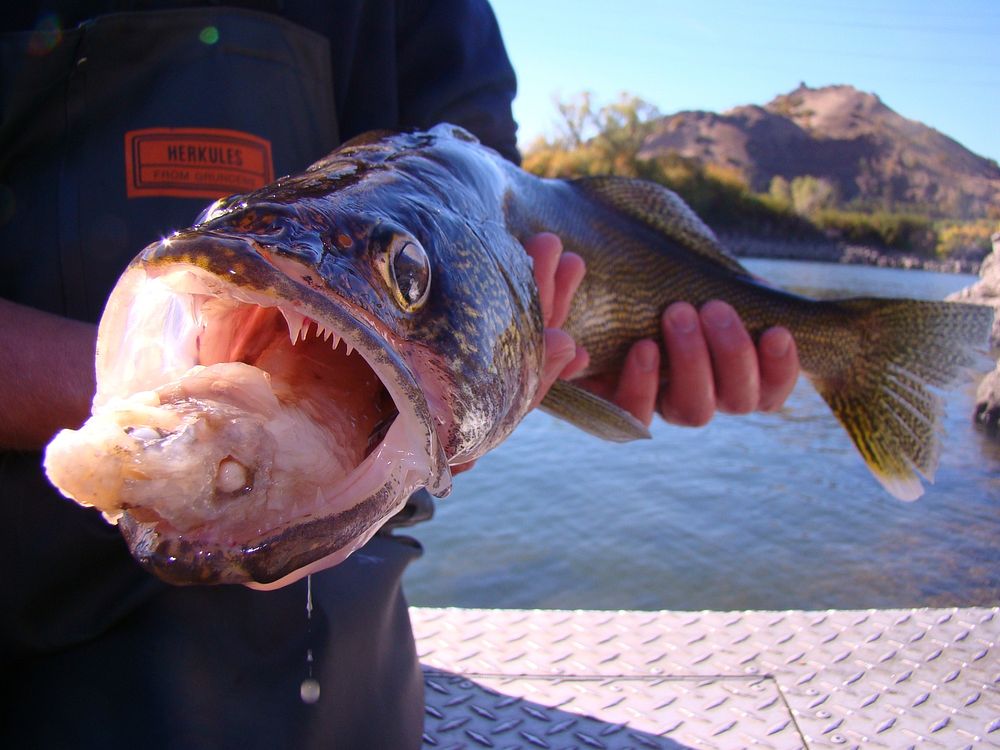 Columbia River WalleyeColumbia River Walleye &mdash; A walleye with a partially digested fish in its mouth. USGS scientists…