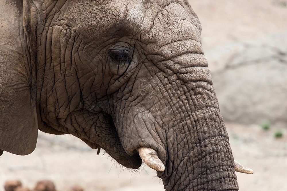 Closeup on face of African elephant at Oakland Zoo