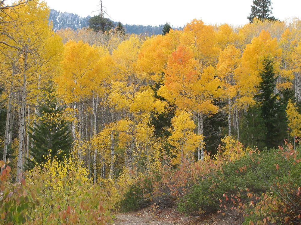 Aspen 2 just off Forest Road 172Fall Colors on the Boise National Forest just off of Forest Road 172. Photo by Lisa Kennedy…