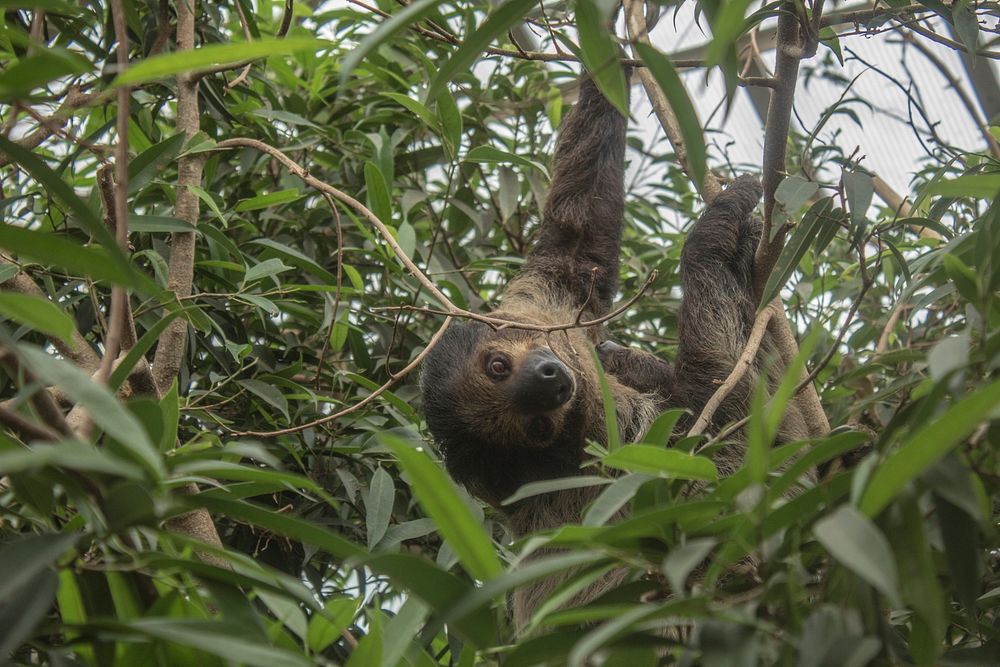Sloths at the Budapest zoo