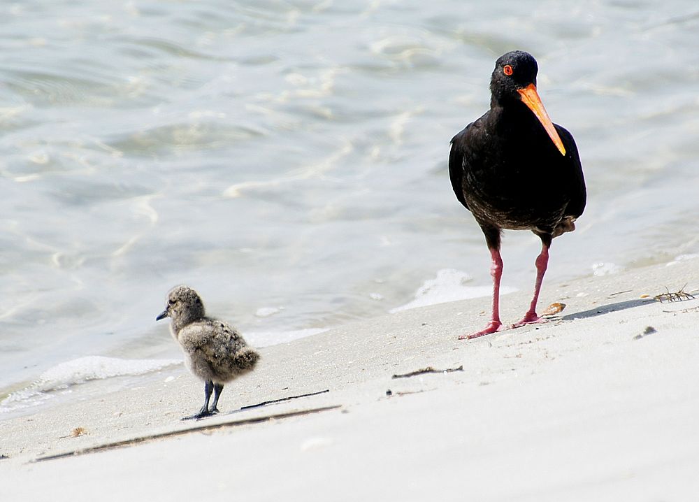 Variable Oystercatcher with chick.