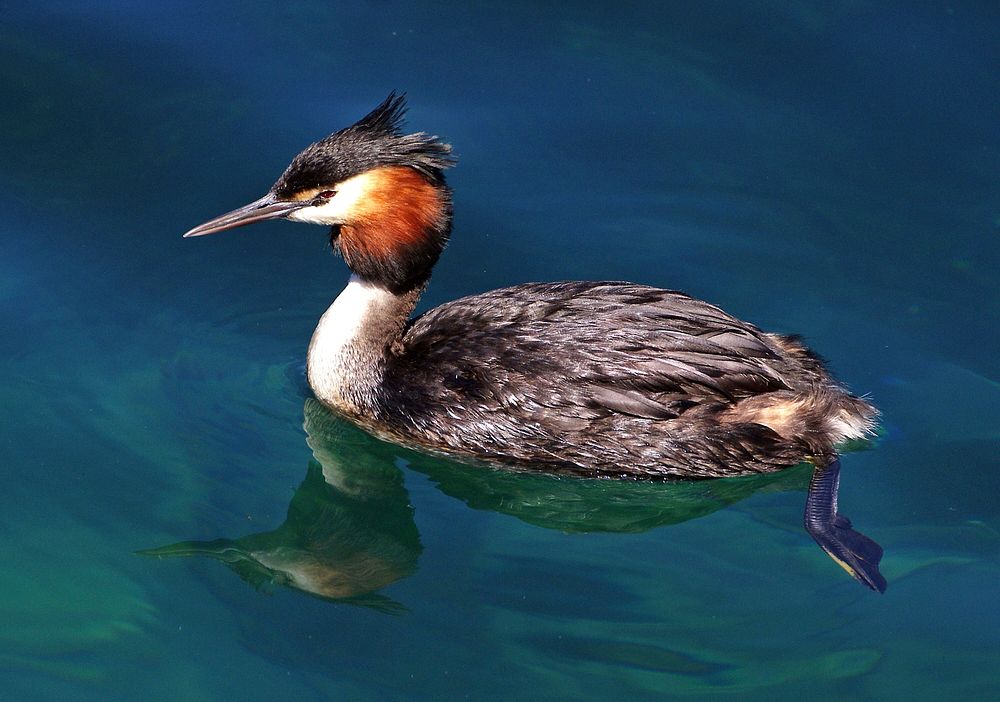 Australasian crested grebe.